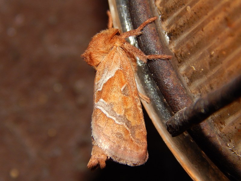 Triodia sylvina